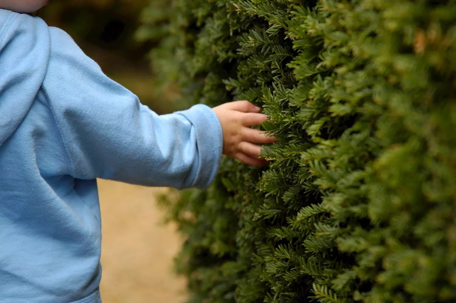 4d5f50f9-2377-4274-8e49-9a634e685fd5-PPYew hedges at Penshurst Place (c) Chris Walker Penshurst Place.jpg